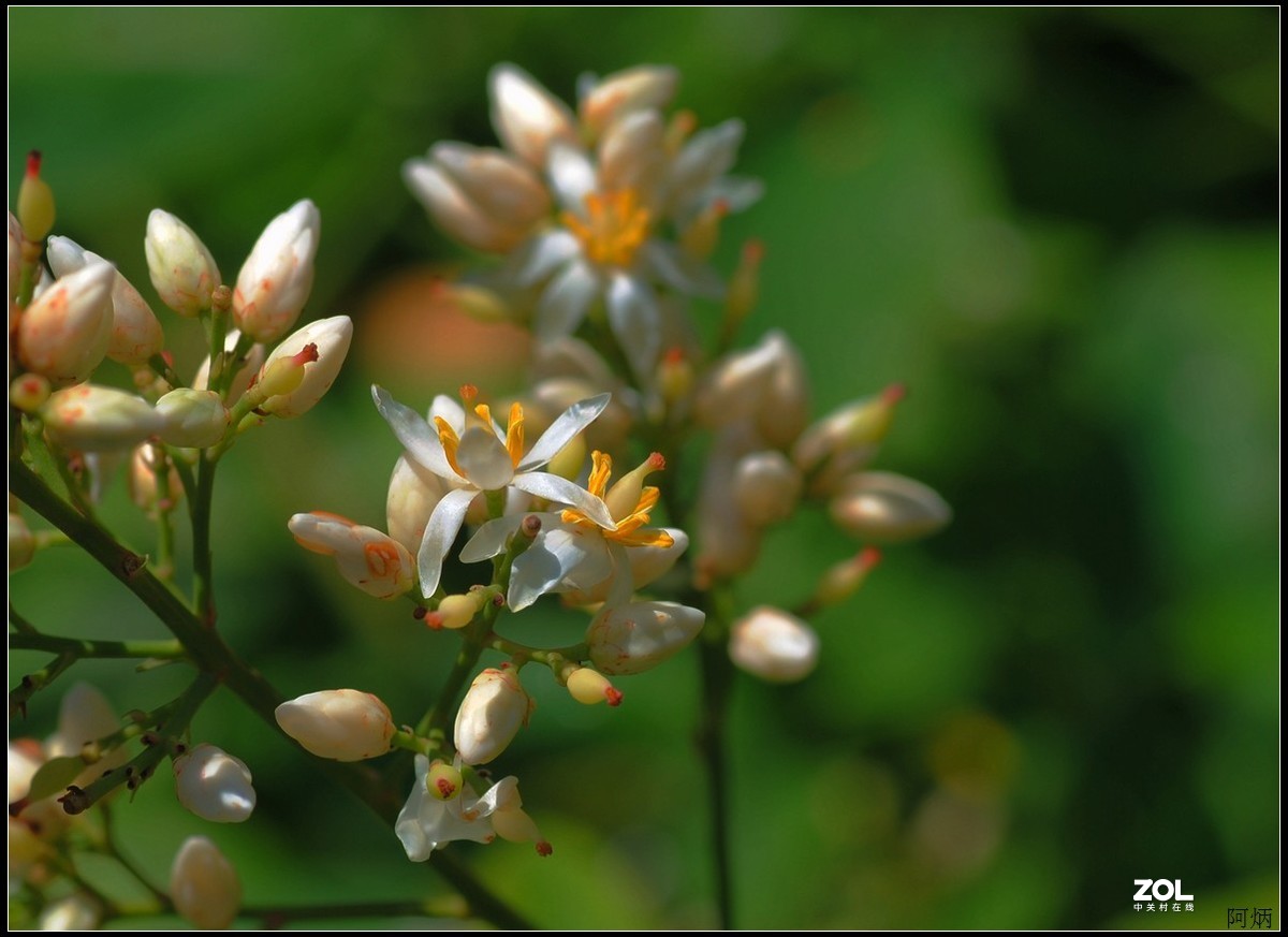 花卉练习（南天竹）