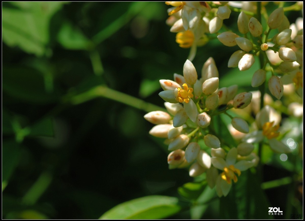 花卉练习（南天竹）