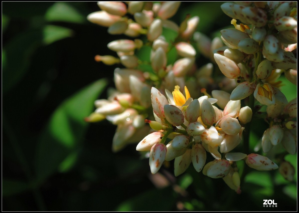 花卉练习（南天竹）
