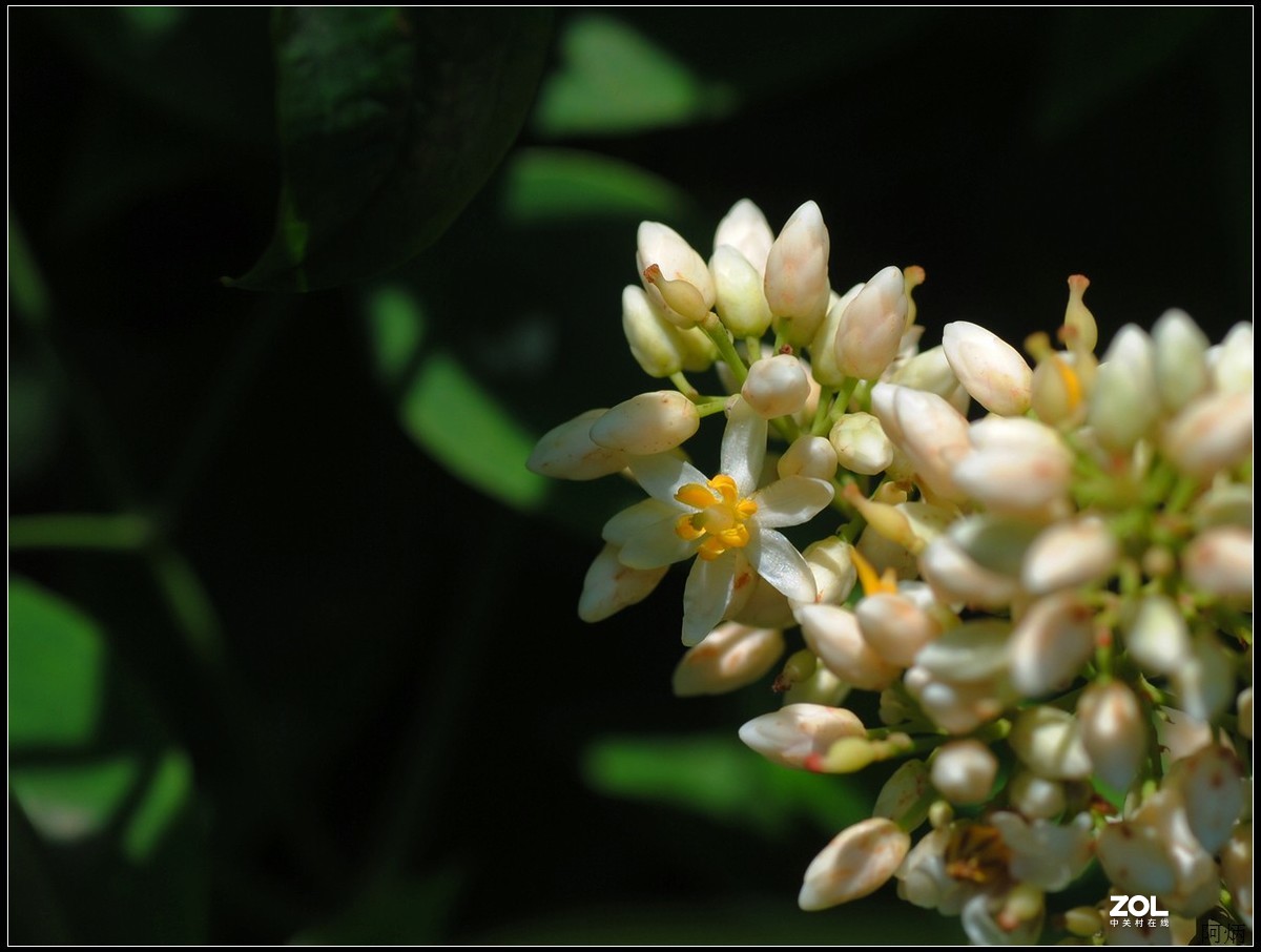 花卉练习（南天竹）