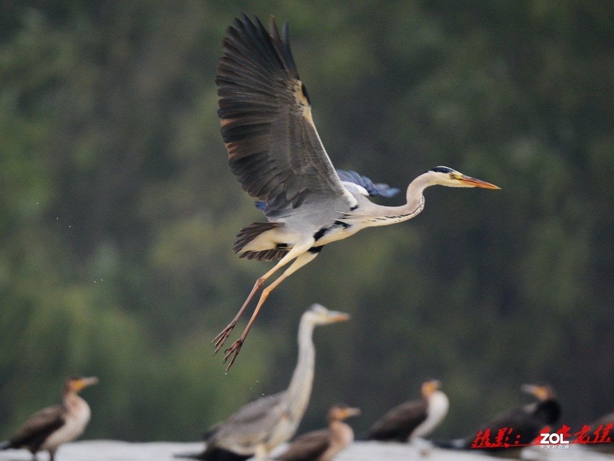 适马150-600灞河拍鸟