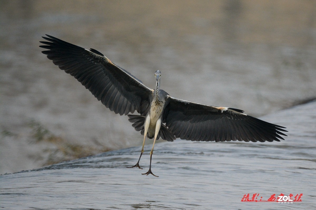 适马150-600灞河拍鸟