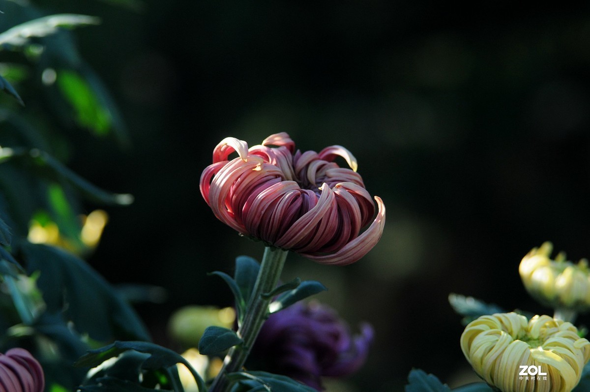 Meyer - Optik Orestor 100/2.8  拍菊花
