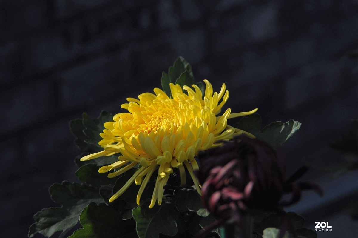 Meyer - Optik Orestor 100/2.8  拍菊花