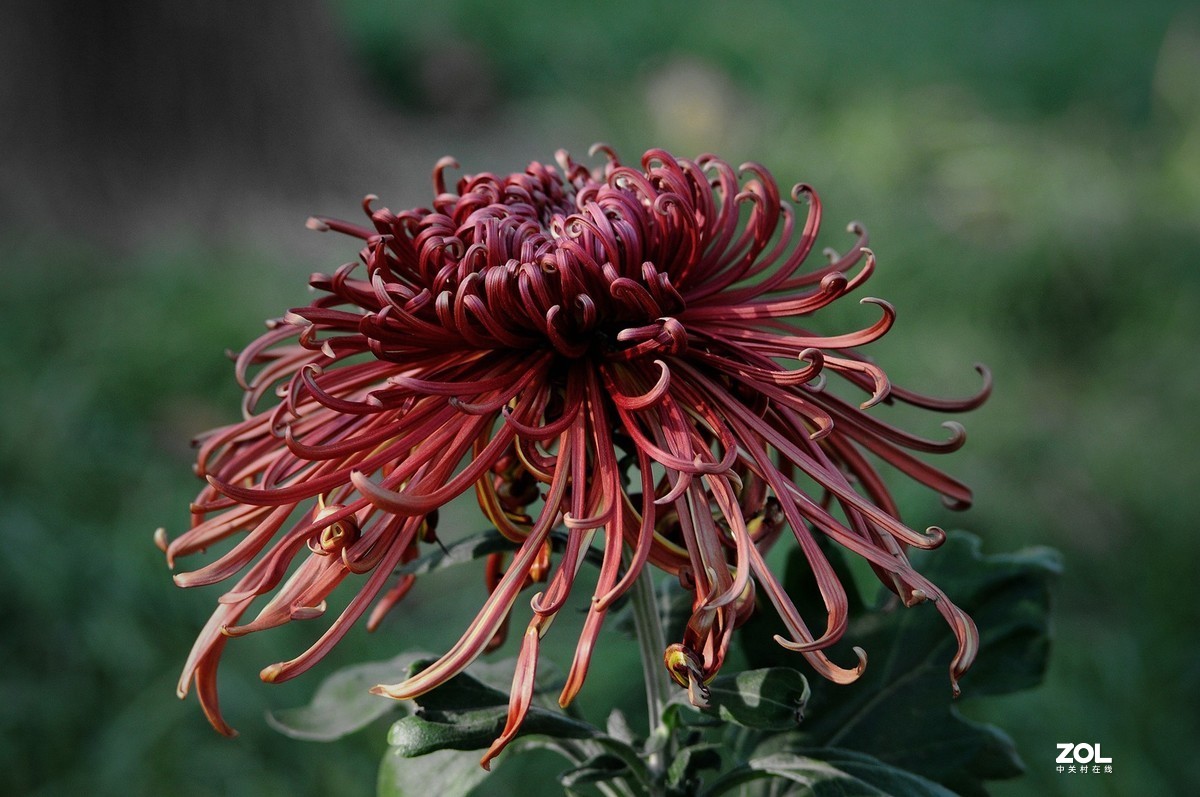 Meyer - Optik Orestor 100/2.8  拍菊花