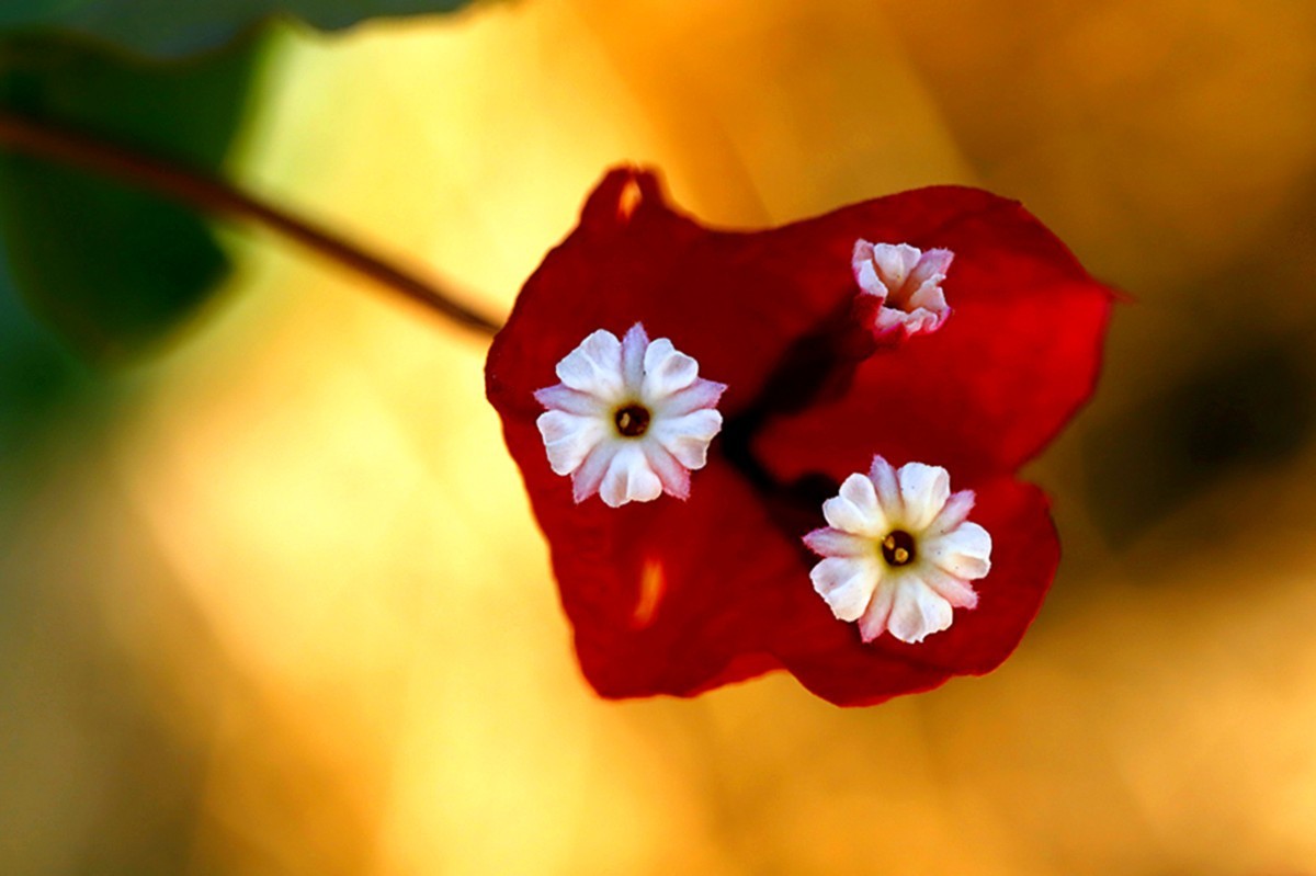 严冬红艳三角梅