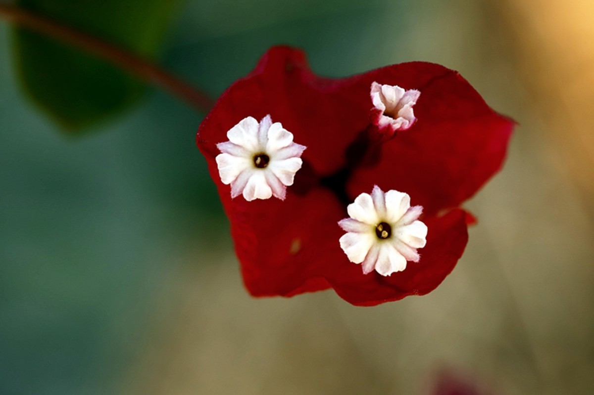 严冬红艳三角梅