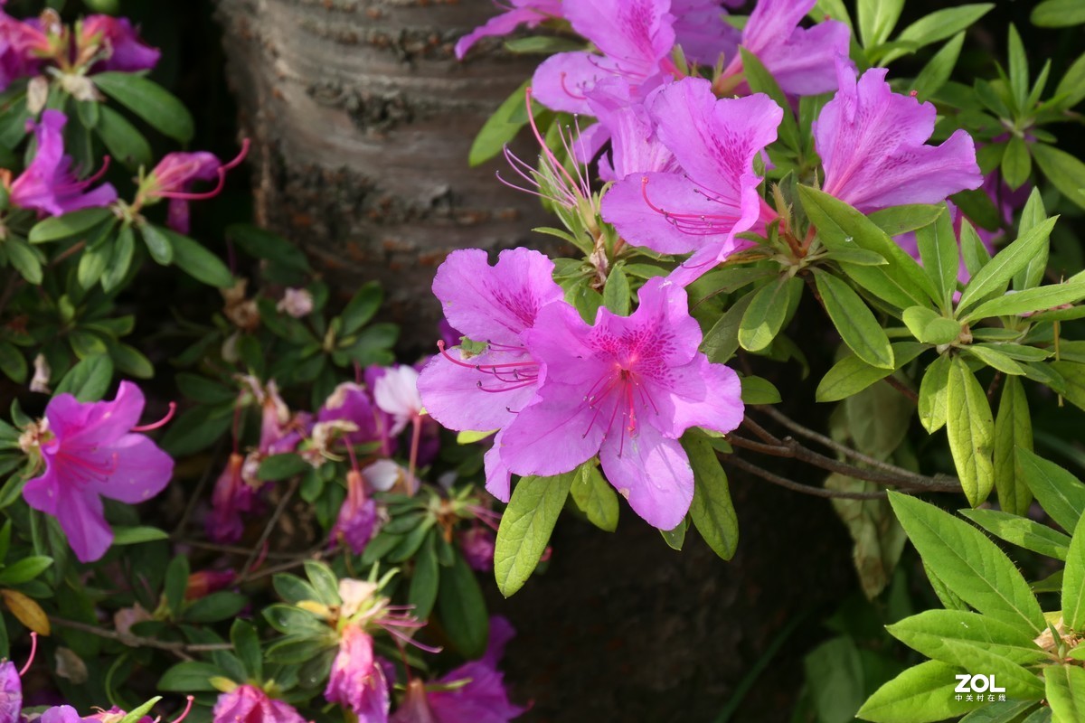 【映山红】——摄于上海伊利公园