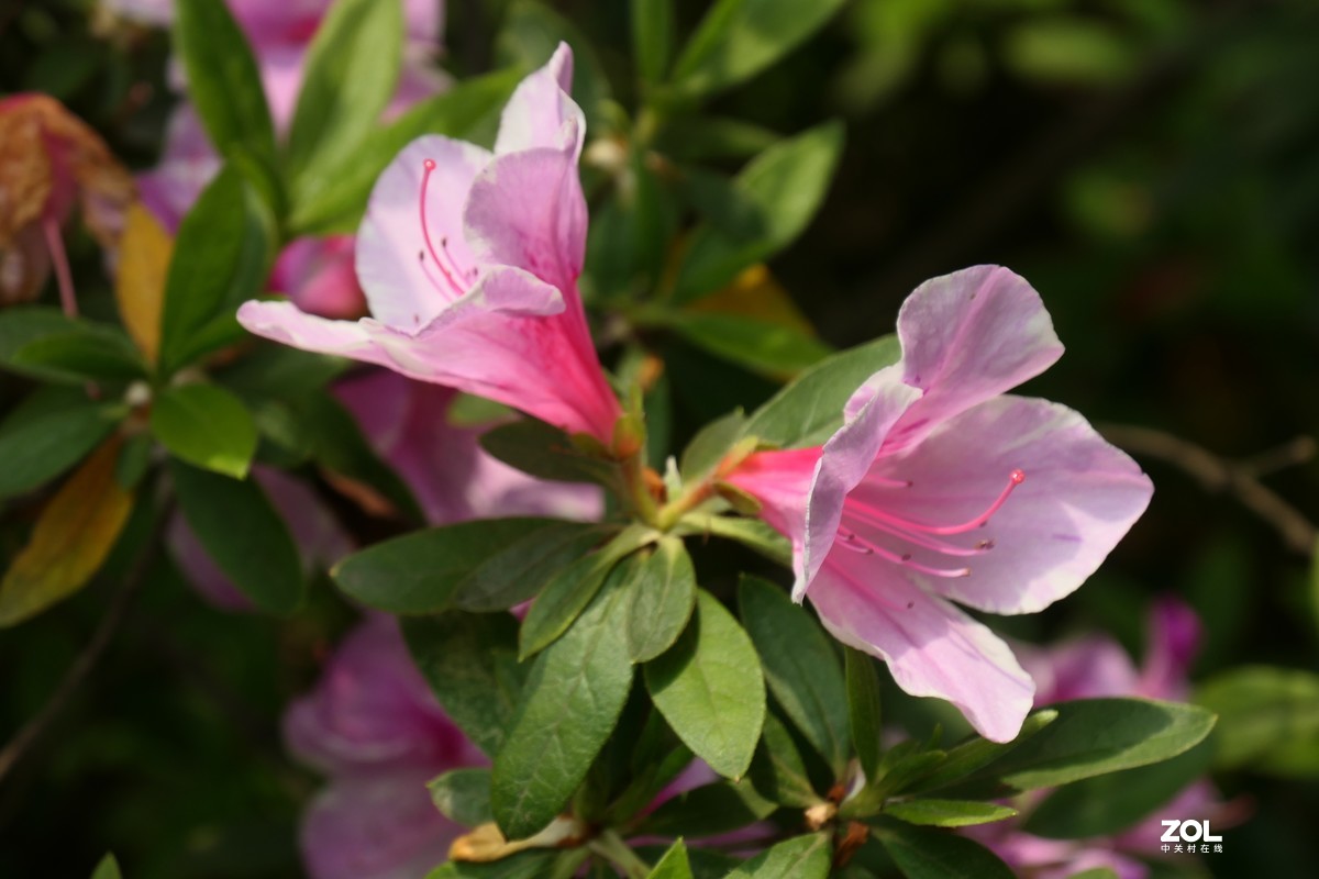 【映山红】——摄于上海伊利公园