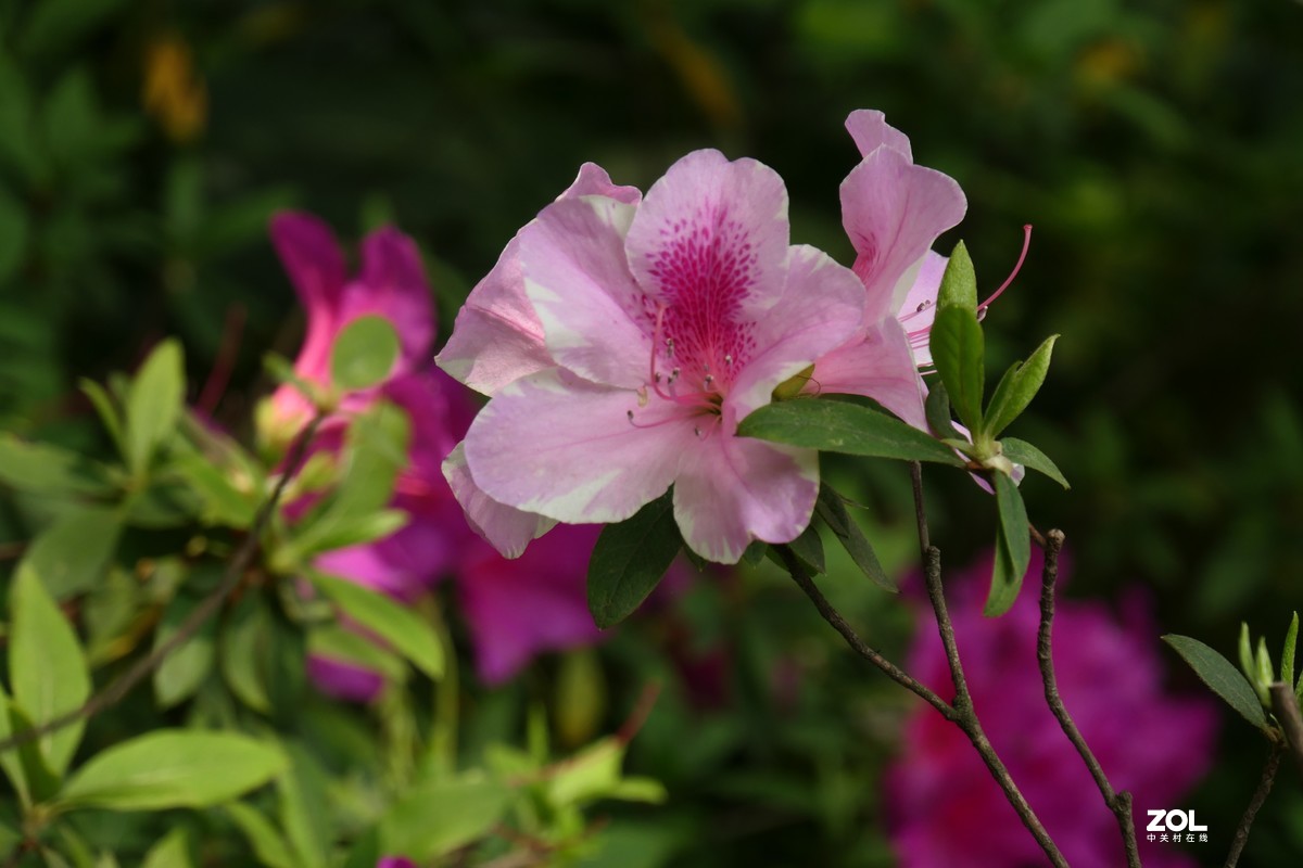 【映山红】——摄于上海伊利公园