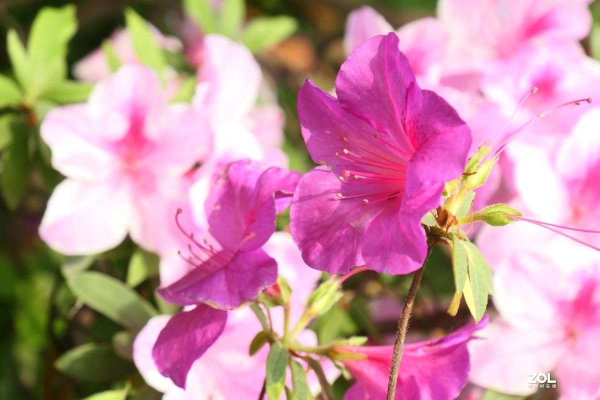 【映山红】——摄于上海伊利公园