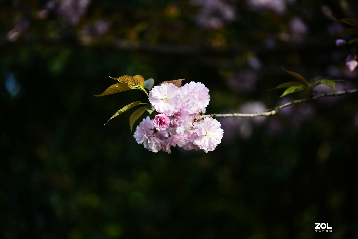 八重樱