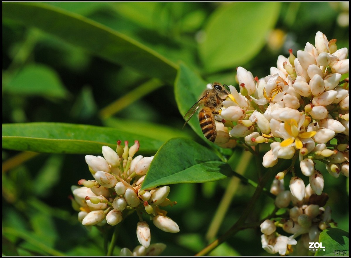 花卉练习（南天竹）