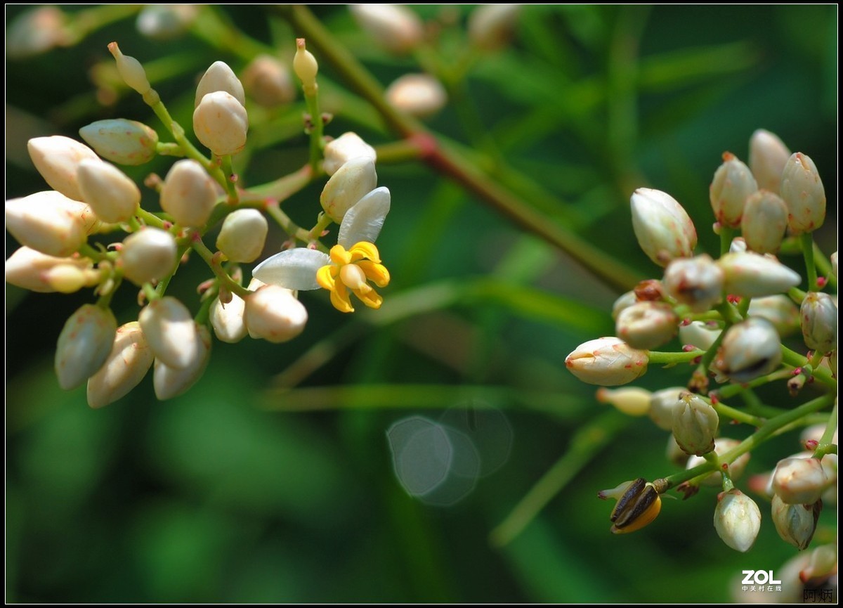 花卉练习（南天竹）