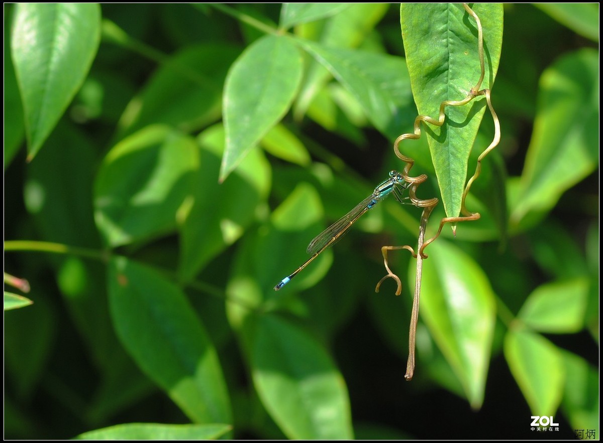 花卉练习（南天竹）