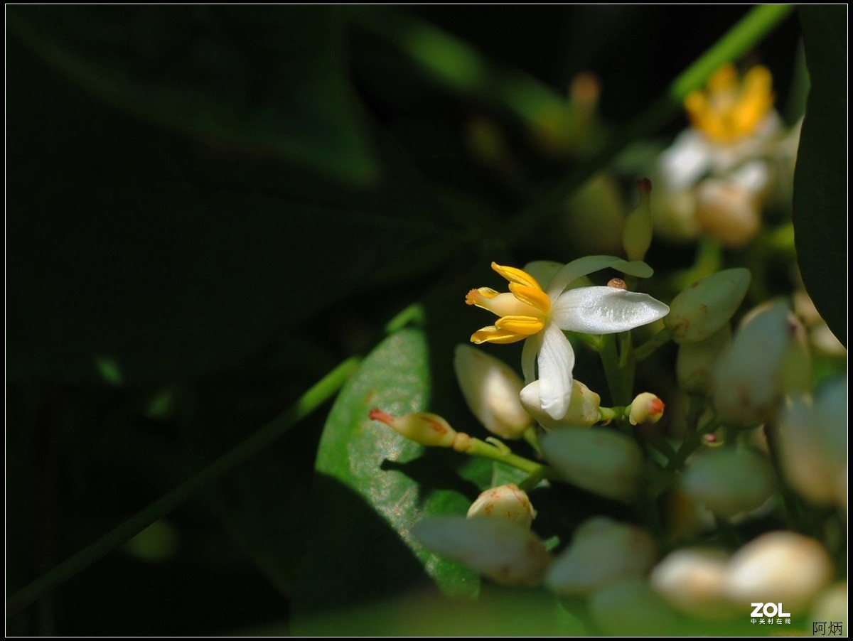 花卉练习（南天竹）