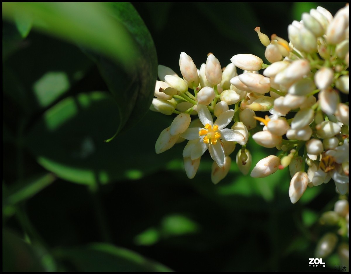 花卉练习（南天竹）