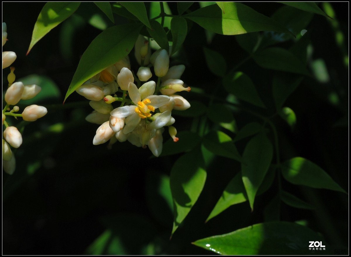 花卉练习（南天竹）