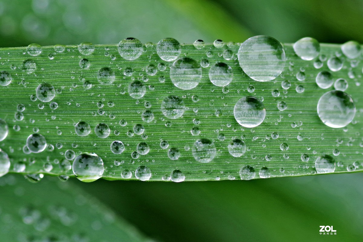 雨珠-中關村在線攝影論壇