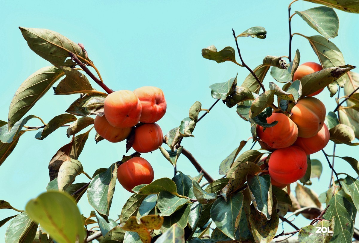 红红的柿子