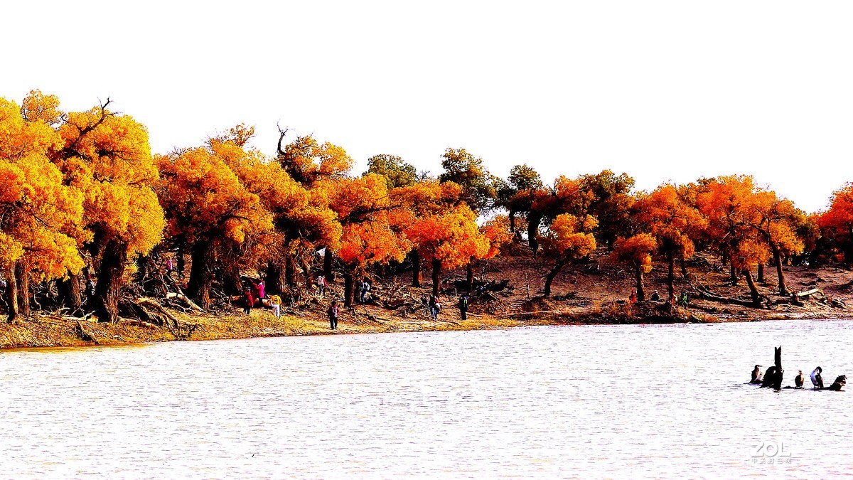 额济纳--黑城弱水胡杨林【2】