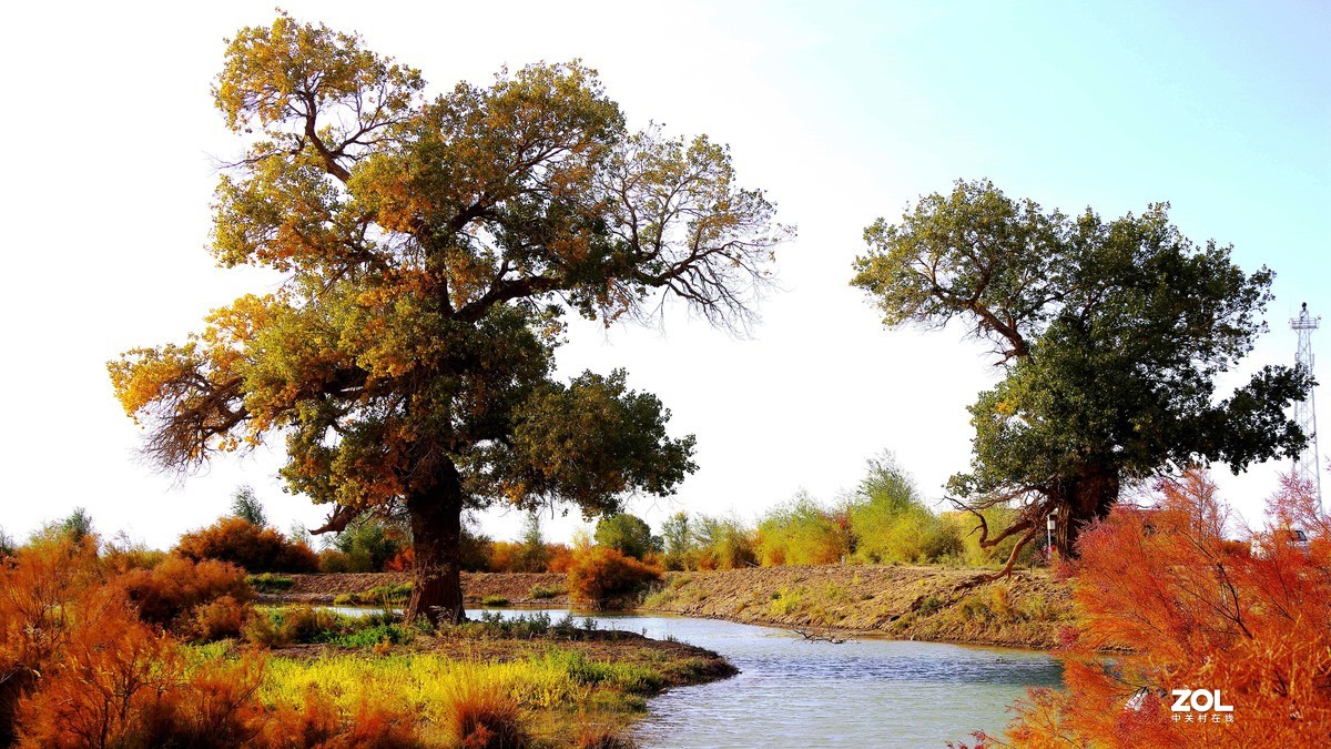 额济纳--黑城弱水胡杨林【2】