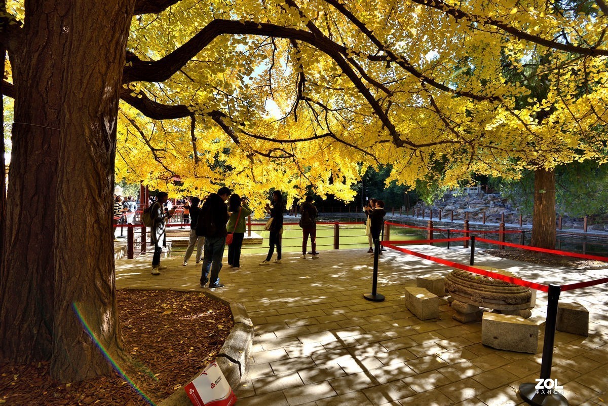 北京香山公园红叶