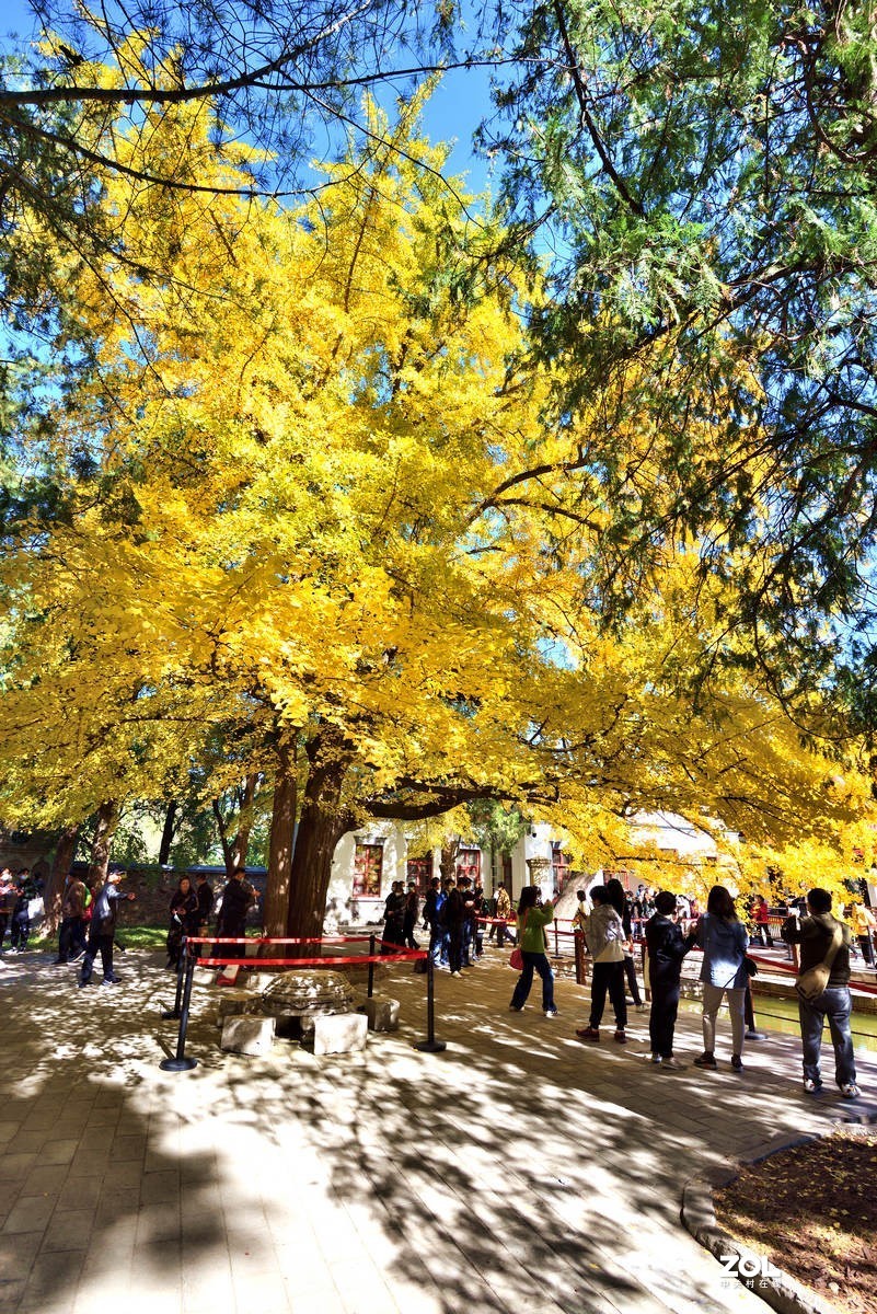 北京香山公园红叶