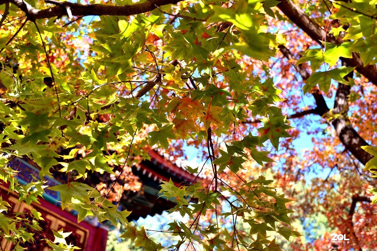 北京香山公园红叶