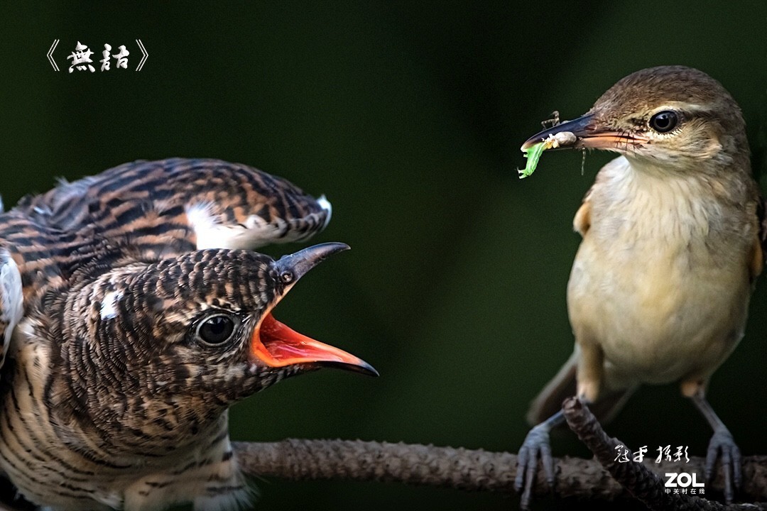我的作品《无语》，被weixin_5009p544剽窃，可恨！请大赛组委会调查处理！！！
