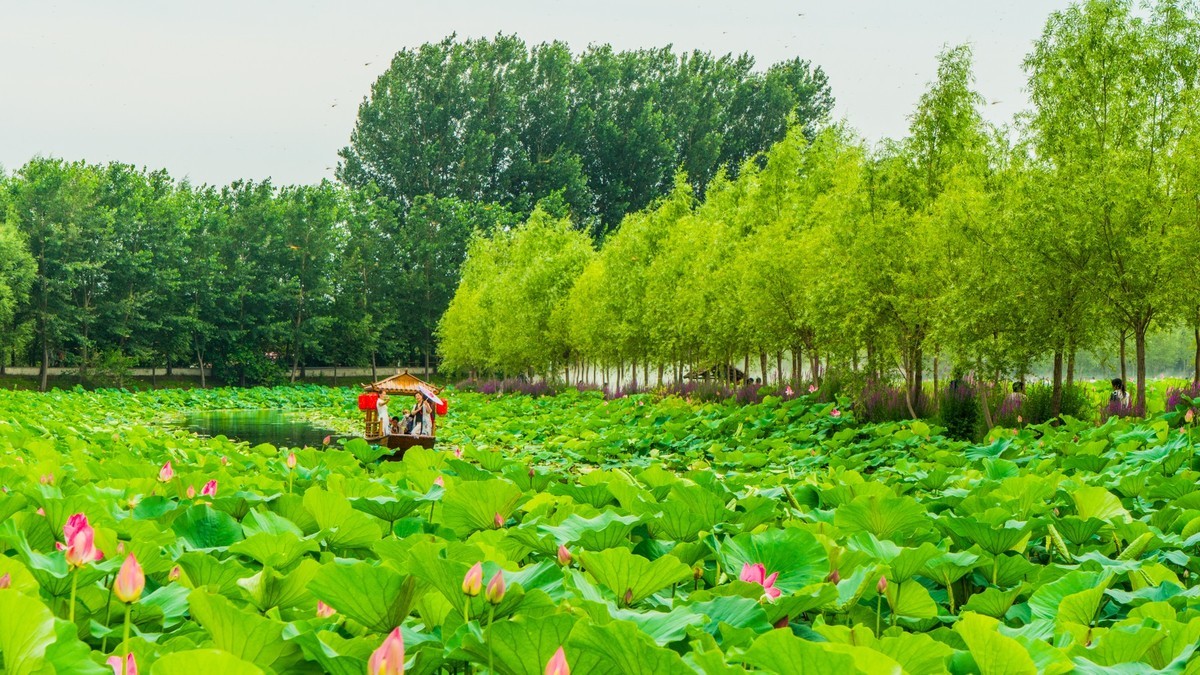 柳壕湿地公园之八荷花丛中乌篷船