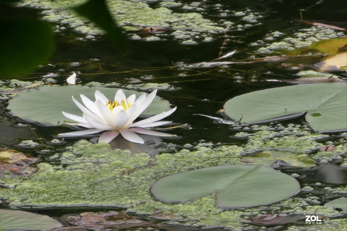 【白莲】——摄于上海天山公园
