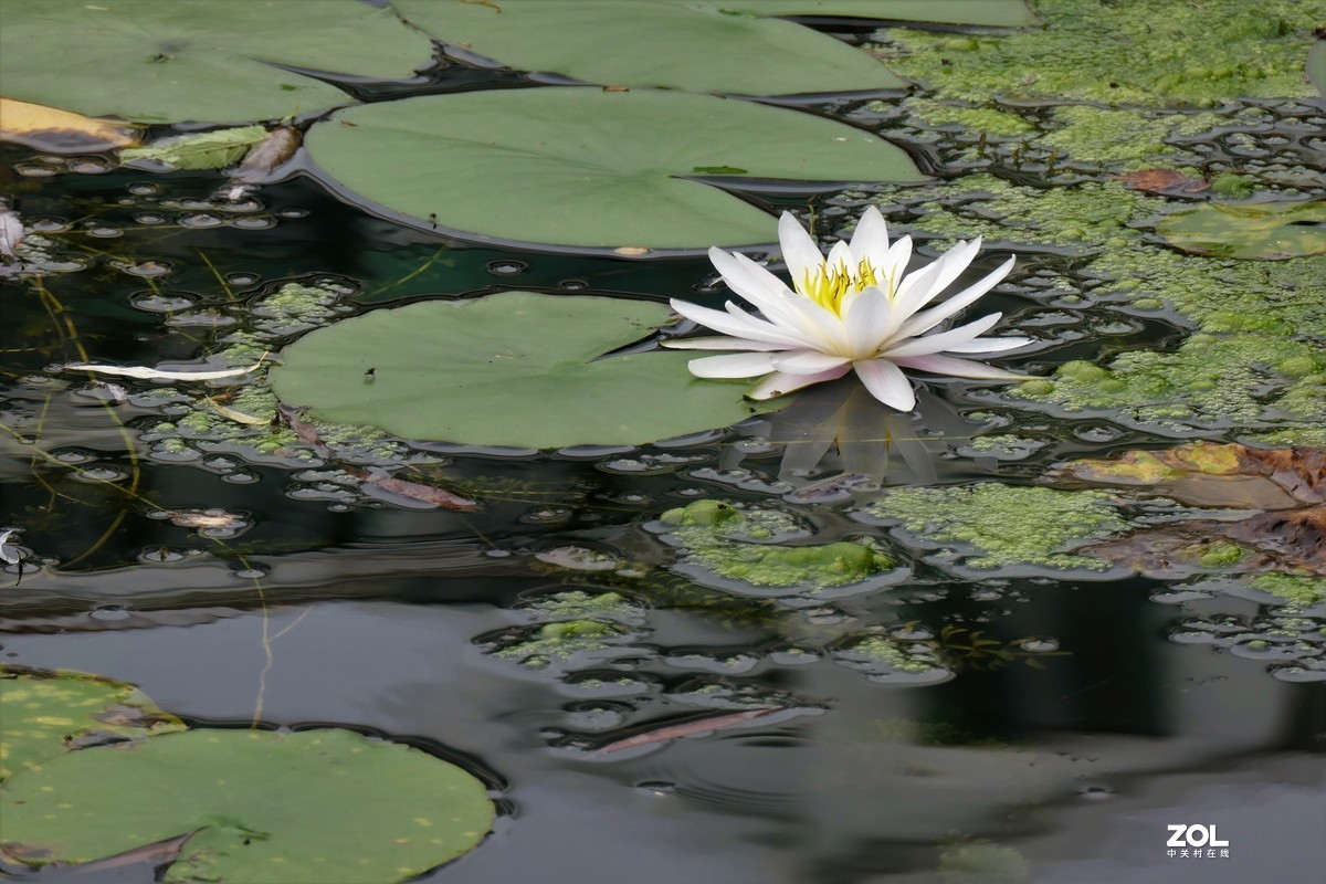 【白莲】——摄于上海天山公园