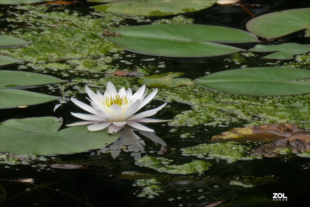【白莲】——摄于上海天山公园