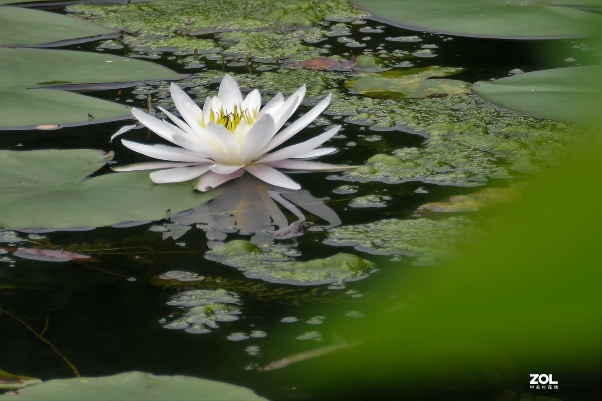 【白莲】——摄于上海天山公园