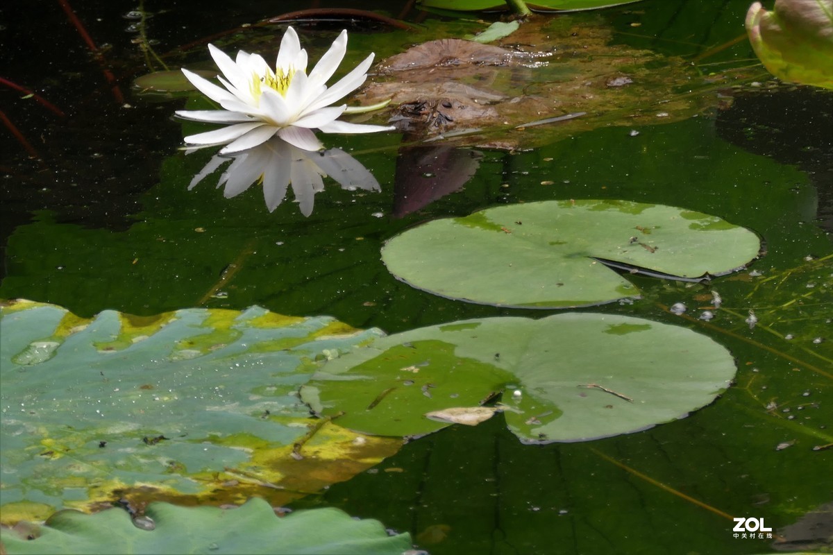 【白莲】——摄于上海天山公园