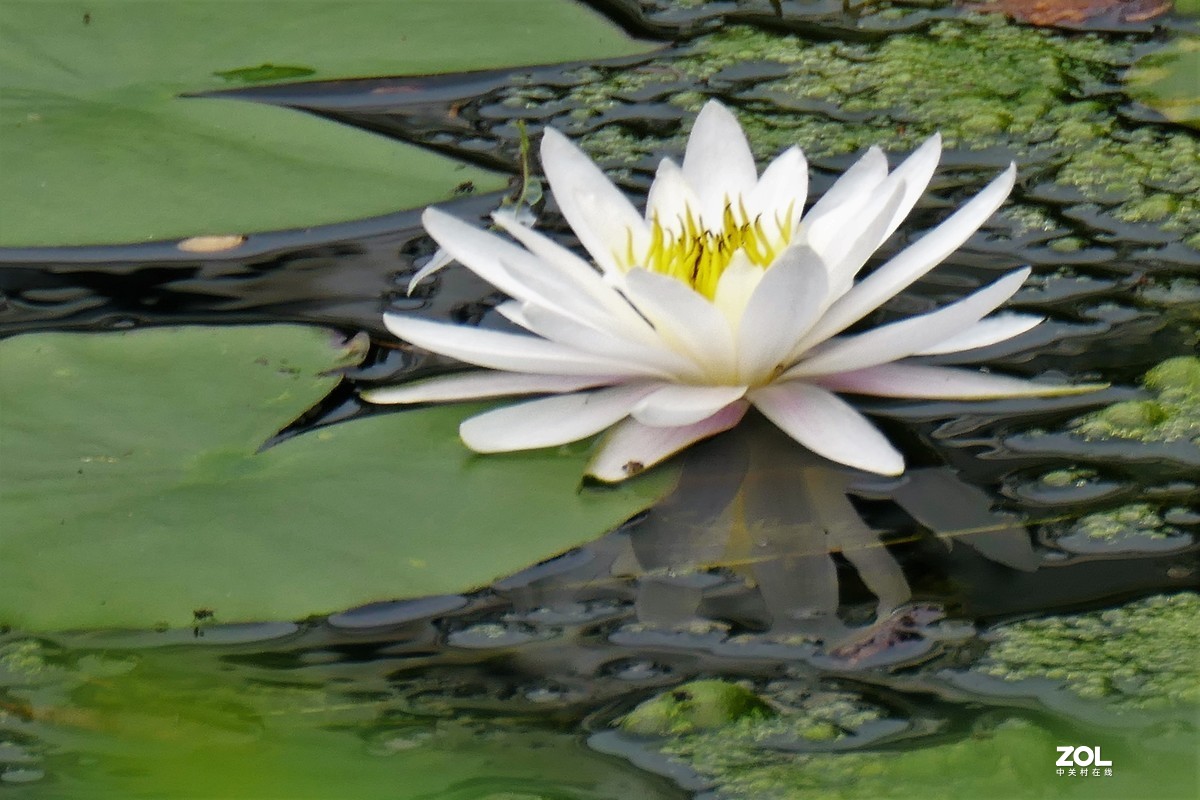 【白莲】——摄于上海天山公园