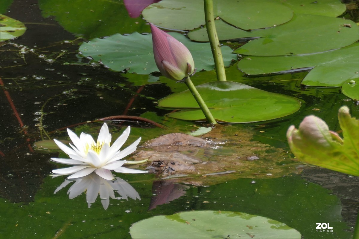 【白莲】——摄于上海天山公园