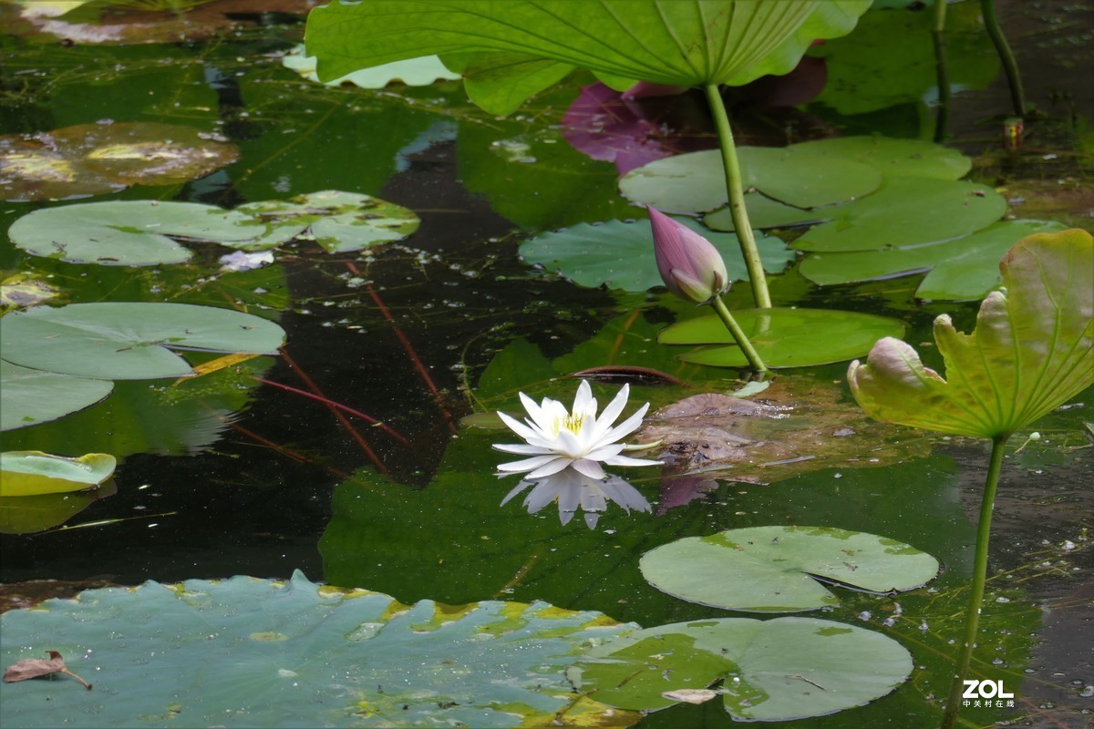【白莲】——摄于上海天山公园