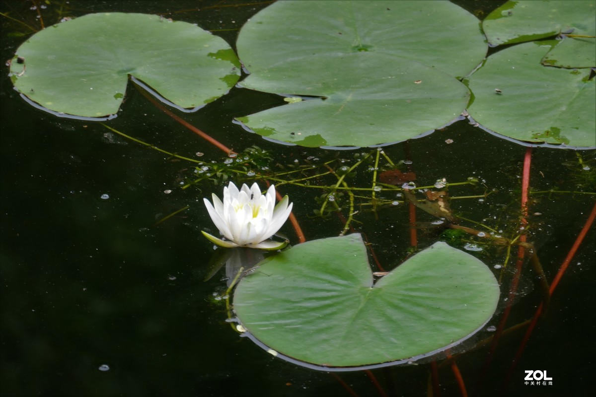 【白莲】——摄于上海天山公园