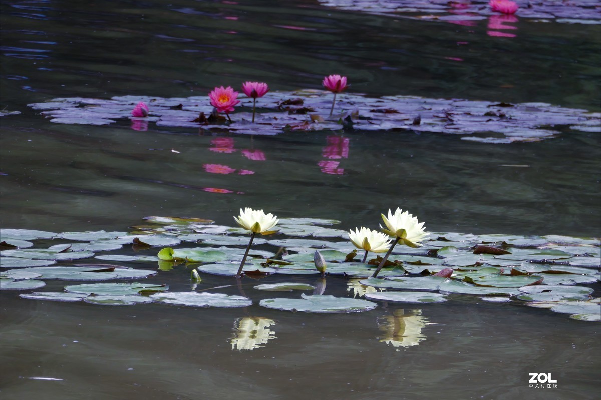 【白莲】——摄于上海天山公园