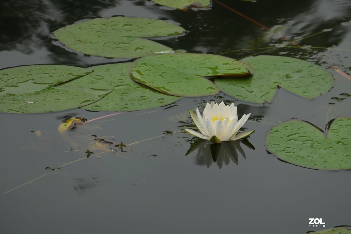 【白莲】——摄于上海天山公园