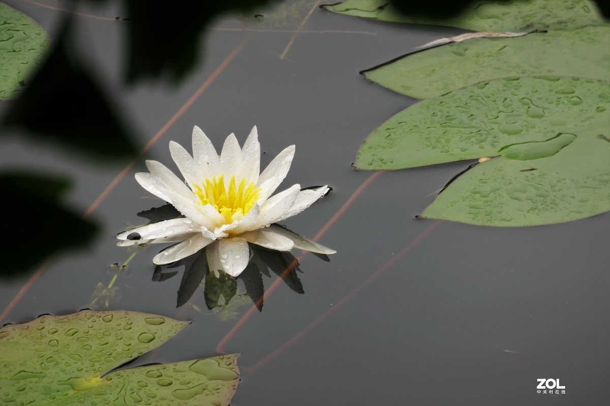 【白莲】——摄于上海天山公园
