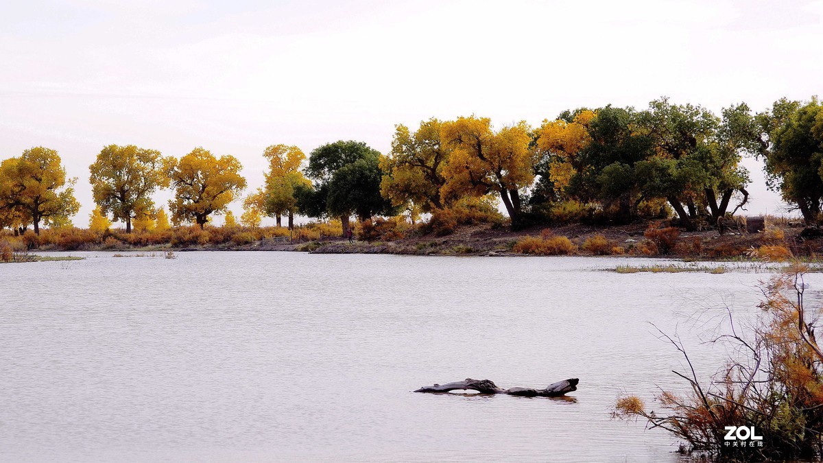 额济纳--黑城弱水胡杨林【2】