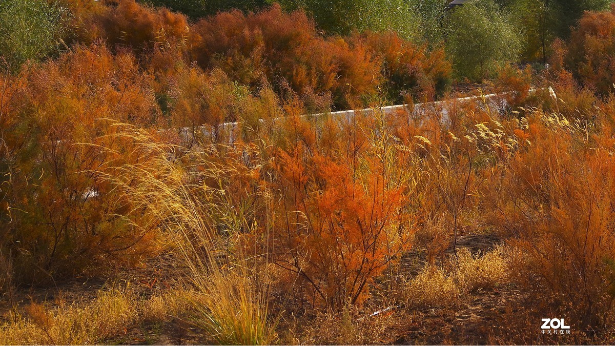 额济纳--黑城弱水胡杨林【2】