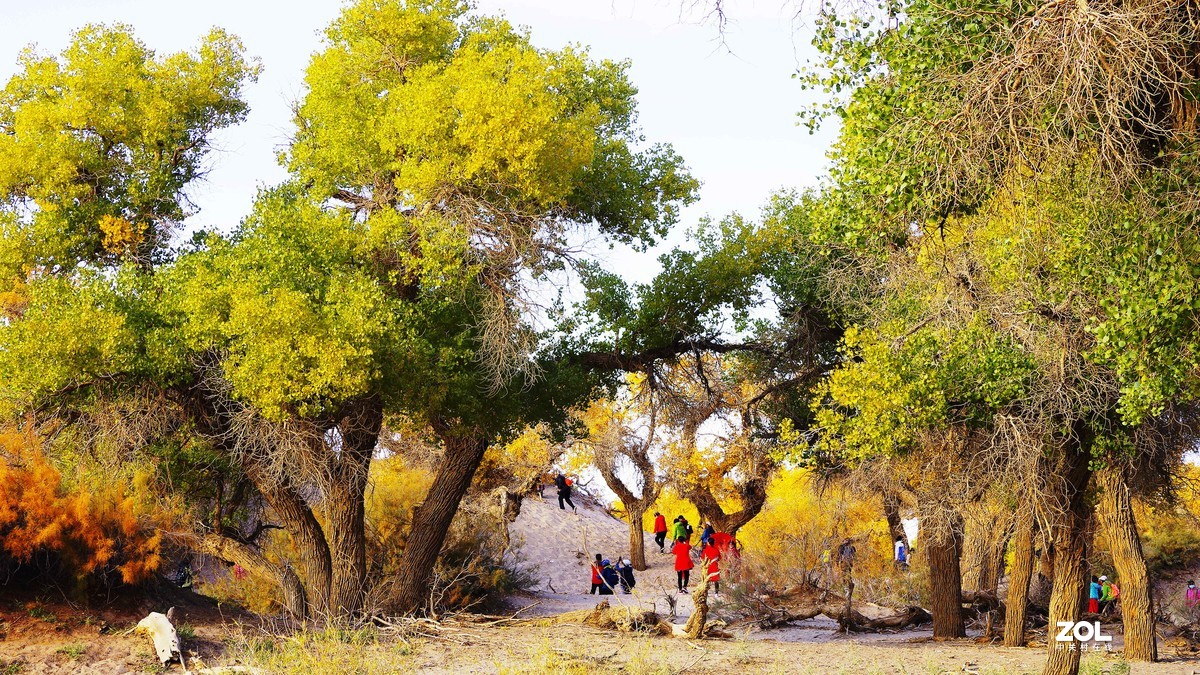 额济纳--黑城弱水胡杨林【4】