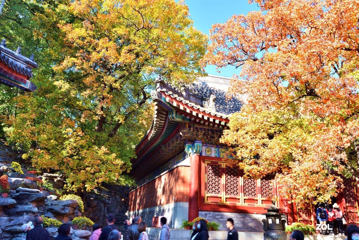 北京香山公园红叶