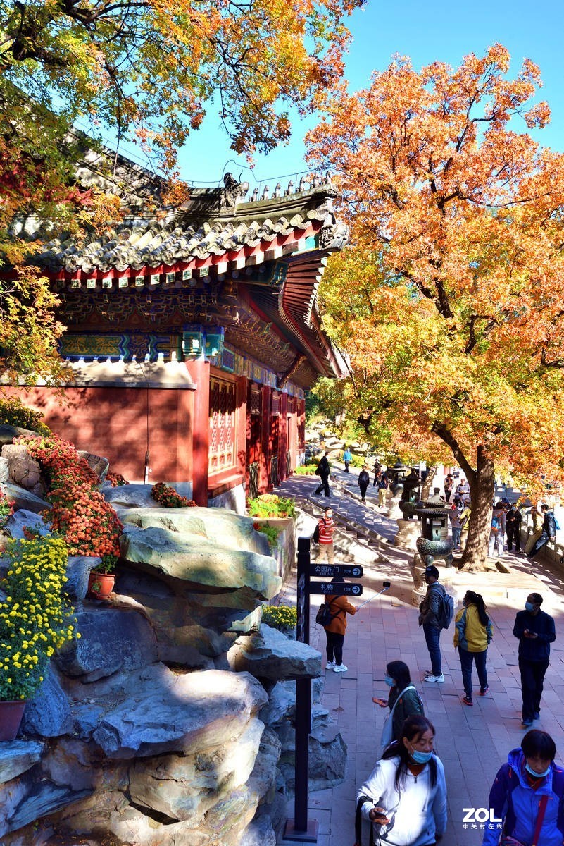 北京香山公园红叶