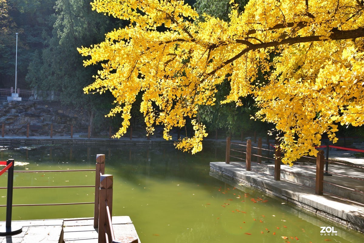 北京香山公园红叶