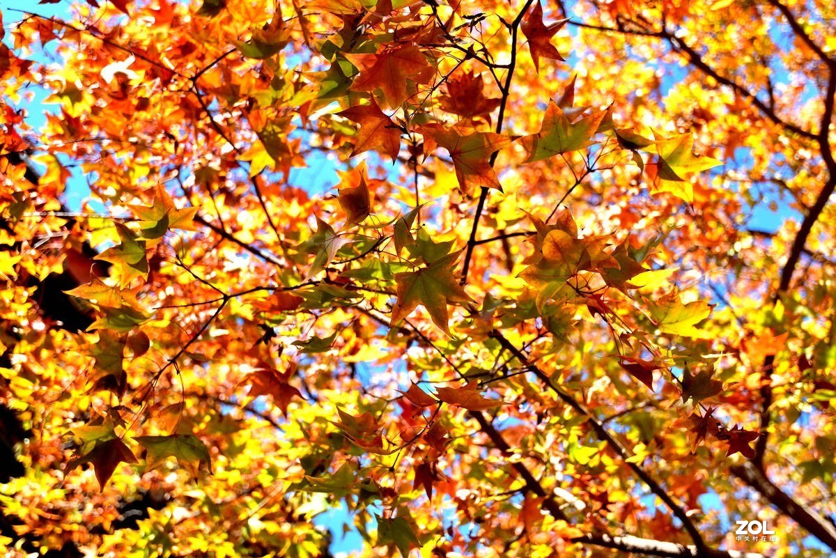 北京香山公园红叶